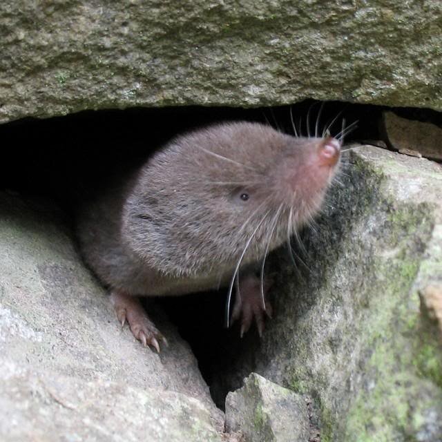 Can The Shrew Be Dangerous To Humans?