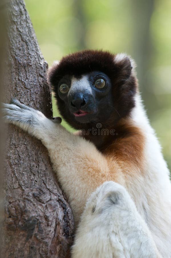 Can The Sifaka Be Dangerous To Humans?