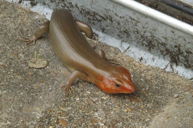Can The Skink Be Dangerous To Humans?