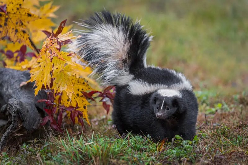 Can The Skunk Be Dangerous To Humans?