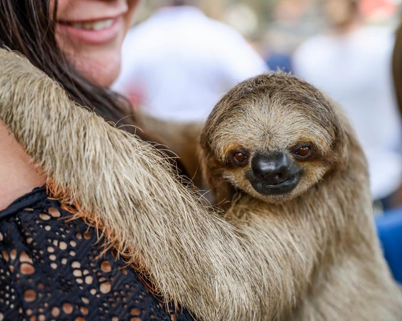 Can The Sloth Be Dangerous To Humans?