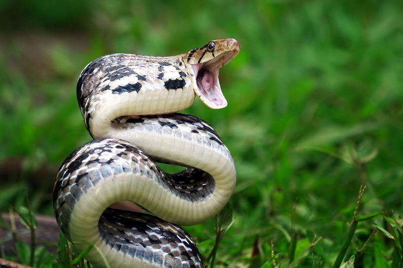 Can The Snake Be Dangerous To Humans?