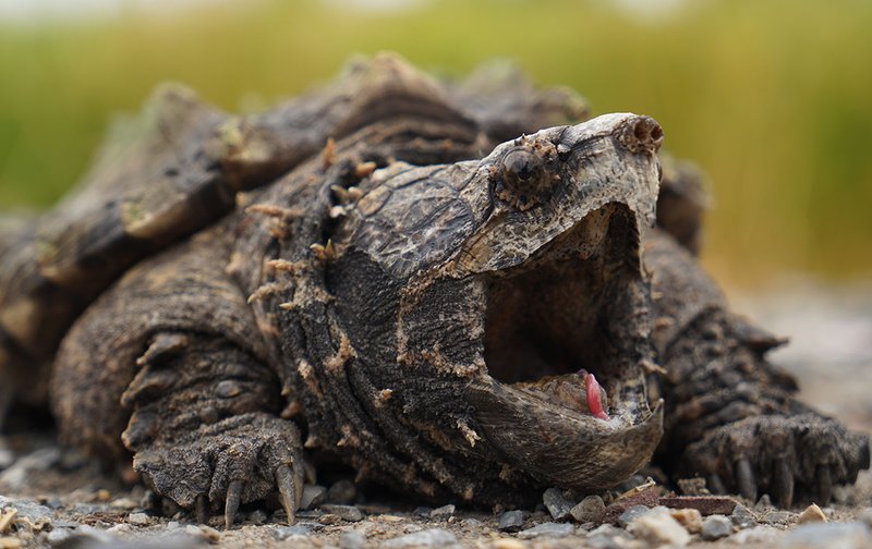 Can The Snapping Turtle Be Dangerous To Humans?