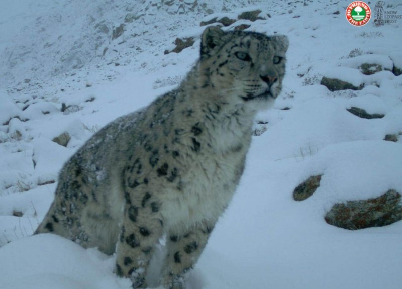 Can The Snow Leopard Be Dangerous To Humans?