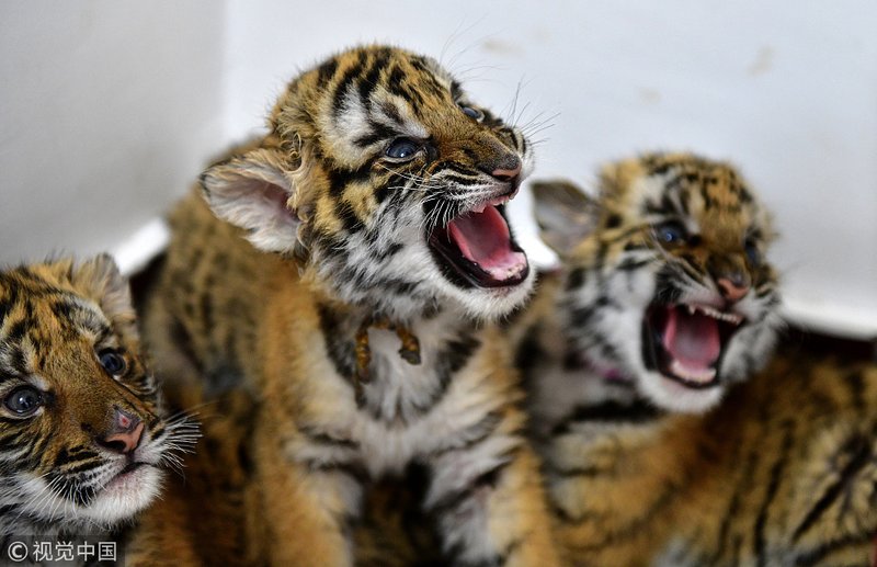 Can The South China Tiger Be Dangerous To Humans?