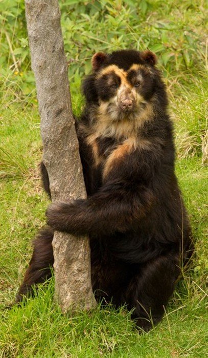Can The Spectacled Bear Be Dangerous To Humans?