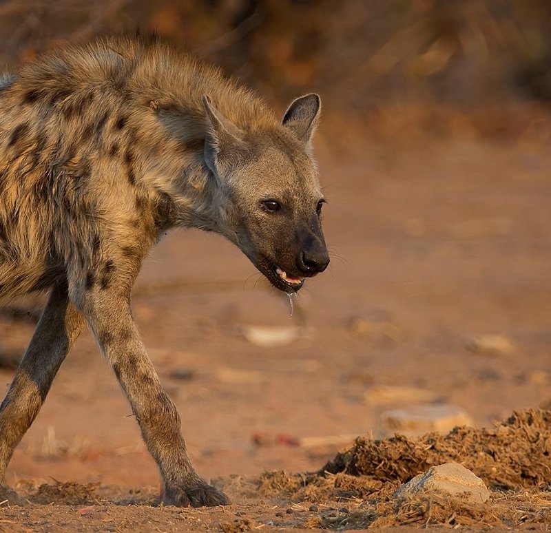 Can The Spotted Hyena Be Dangerous To Humans?