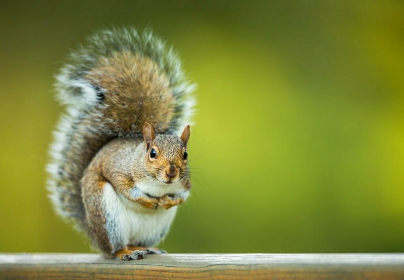 Can The Squirrel Be Dangerous To Humans?