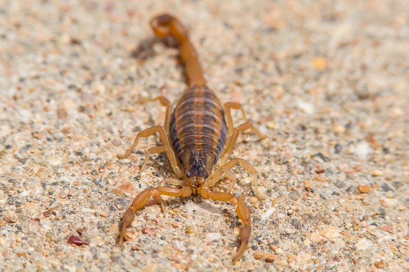 Can The Striped Bark Scorpion Kill A Human? - Truth Vs Myth