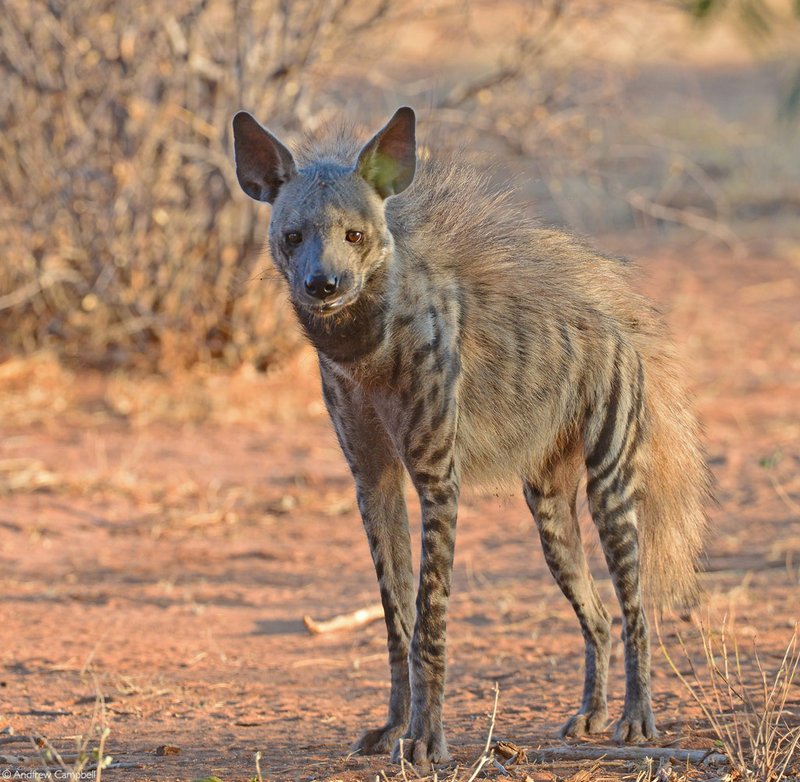 Can The Striped Hyena Be Dangerous To Humans?