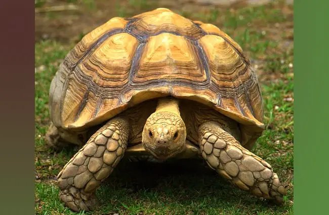 Can The Sulcata Tortoise Live Indoors Or Outdoors?
