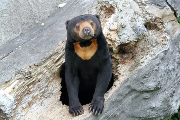 Can The Sun Bear Be Dangerous To Humans?