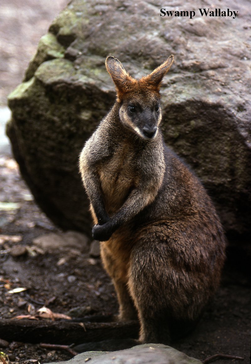 Can The Swamp Wallaby Be Dangerous To Humans?
