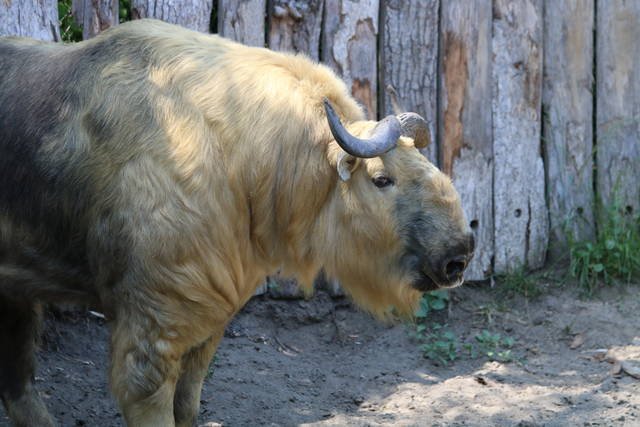 Can The Takin Be Dangerous To Humans?