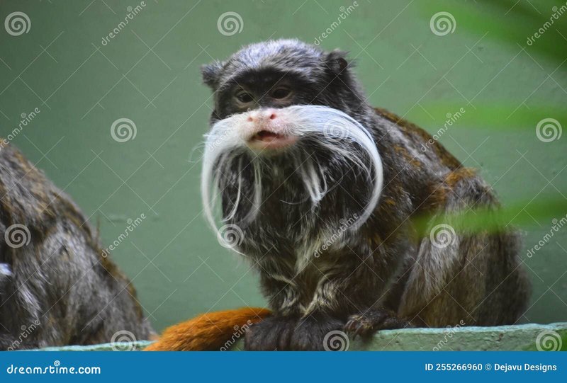 Can The Tamarin Be Dangerous To Humans?