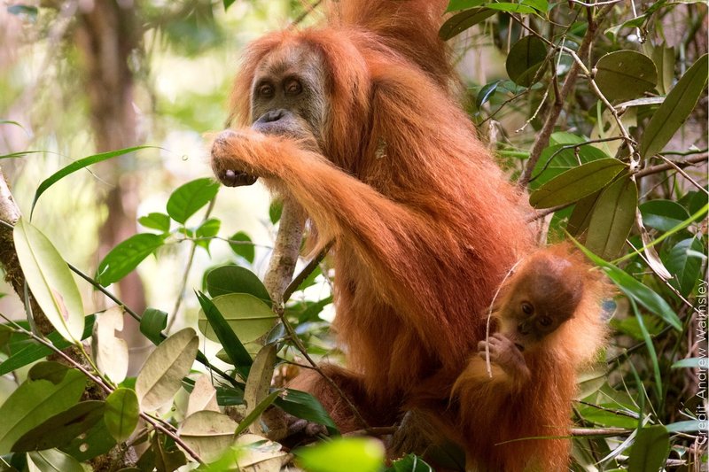 Can The Tapanuli Orangutan Be Dangerous To Humans?