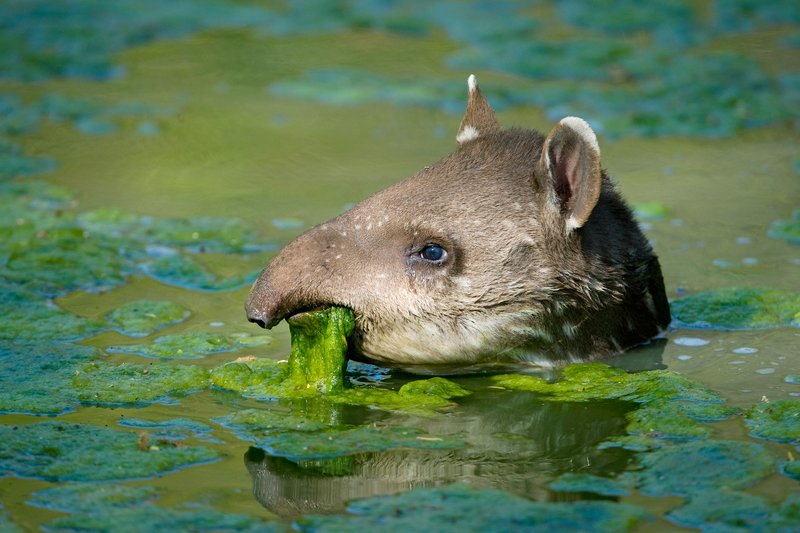 Can The Tapir Be Dangerous To Humans?