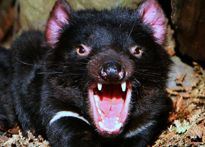 Can The Tasmanian Devil Be Dangerous To Humans?
