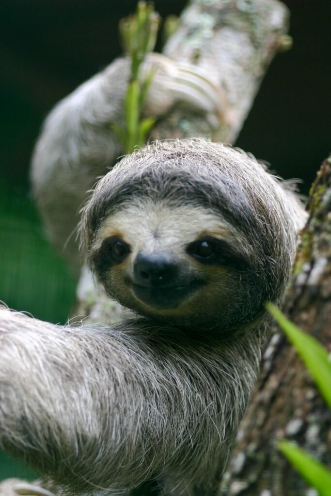 Can The Three-Toed Sloth Be Dangerous To Humans?