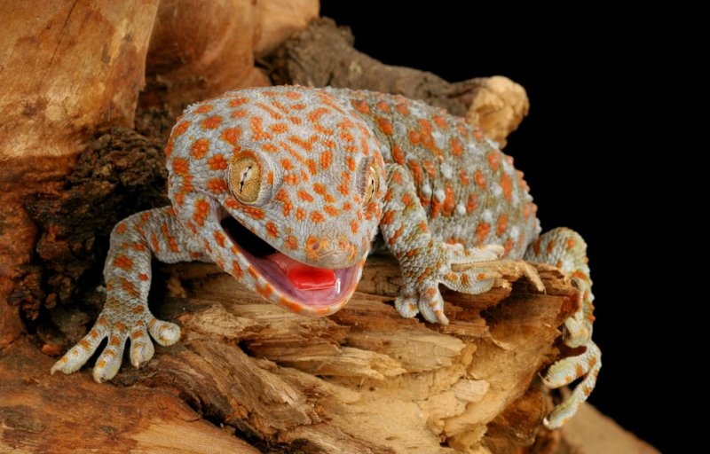 Can The Tokay Gecko Be Dangerous To Humans?