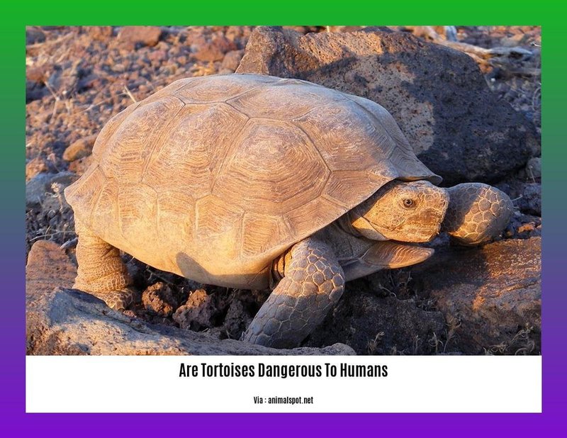 Can The Tortoise Be Dangerous To Humans?