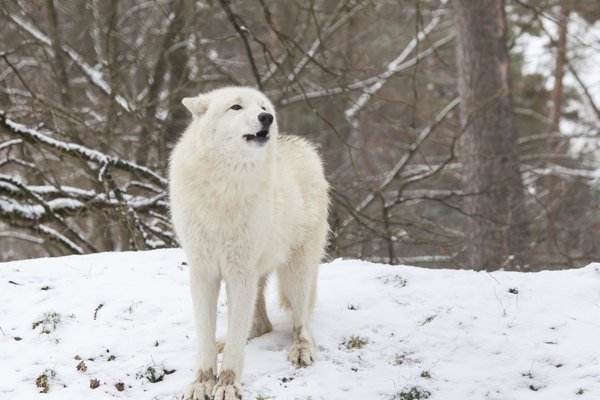 Can The Tundra Wolf Be Dangerous To Humans?