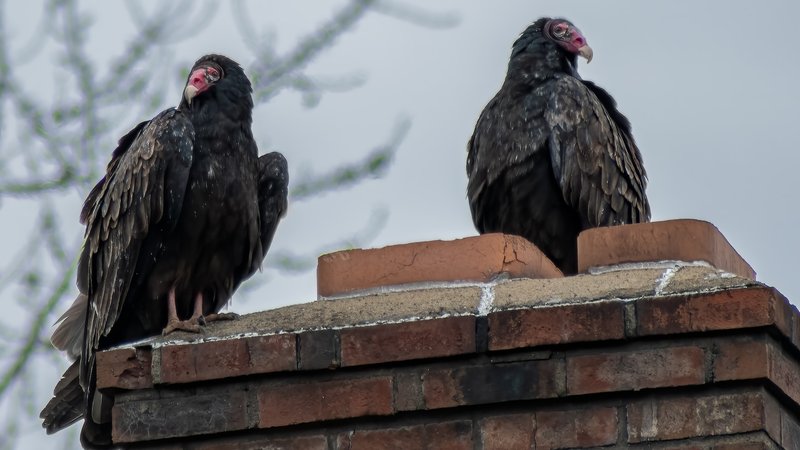 Can The Turkey Vulture Be Dangerous To Humans?