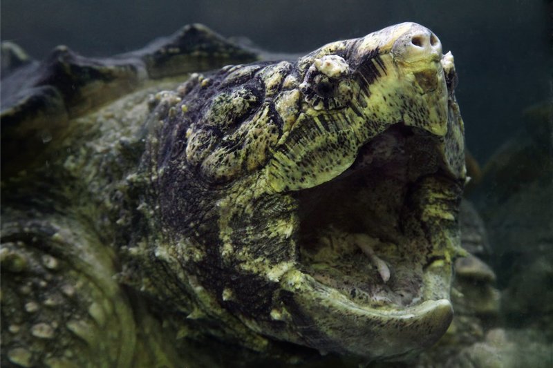 Can The Turtle Be Dangerous To Humans?