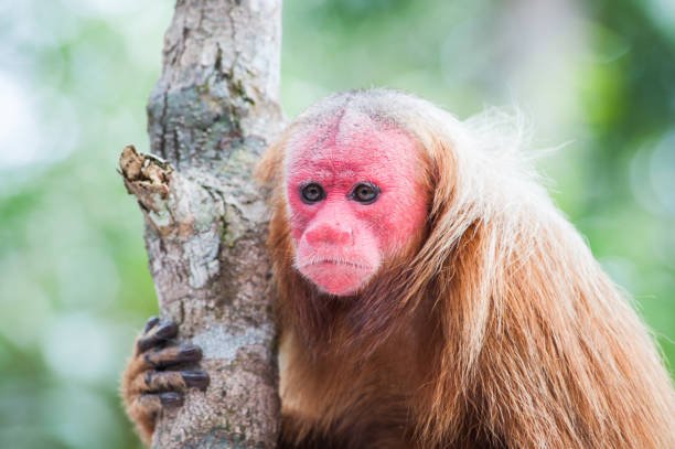 Can The Uakari Be Dangerous To Humans?