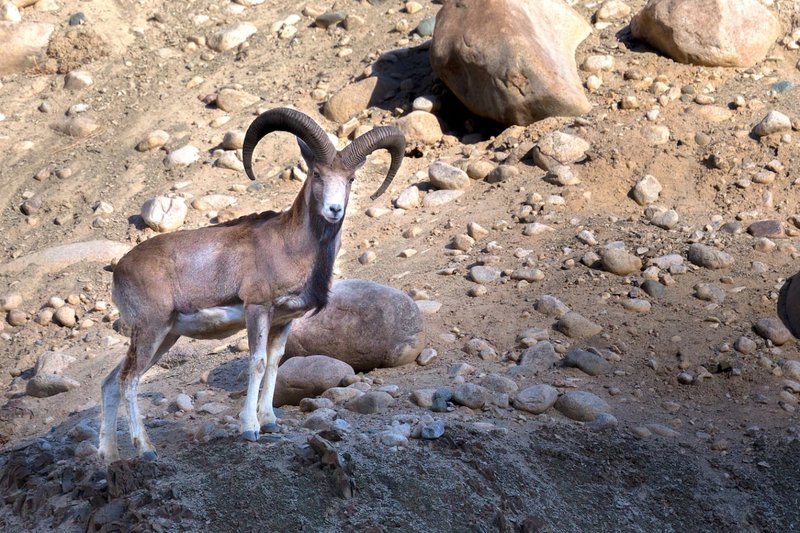 Can The Urial Be Dangerous To Humans?