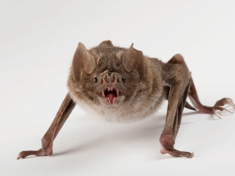 Can The Vampire Bat Be Dangerous To Humans?