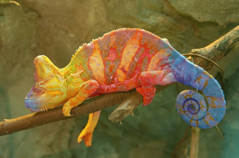Can The Veiled Chameleon Regrow Its Tail Or Limbs?