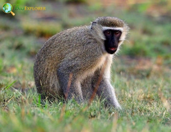 Can The Vervet Monkey Be Dangerous To Humans?
