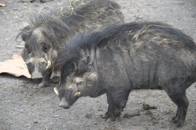 Can The Visayan Warty Pig Be Dangerous To Humans?
