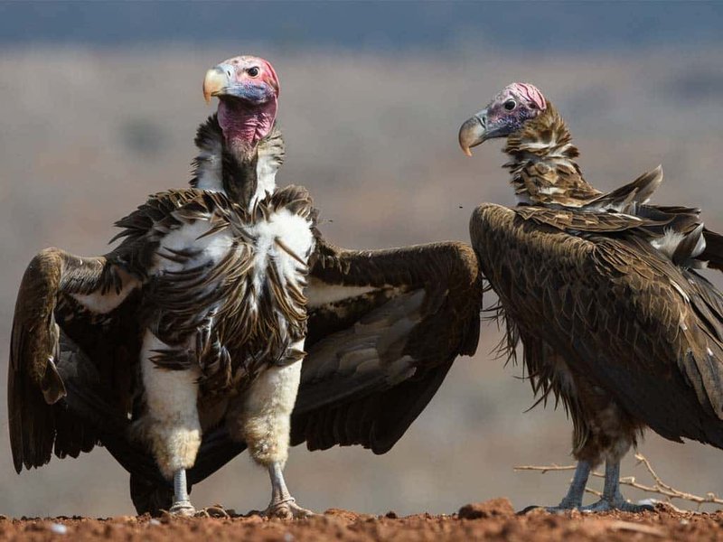 Can The Vulture Be Dangerous To Humans?