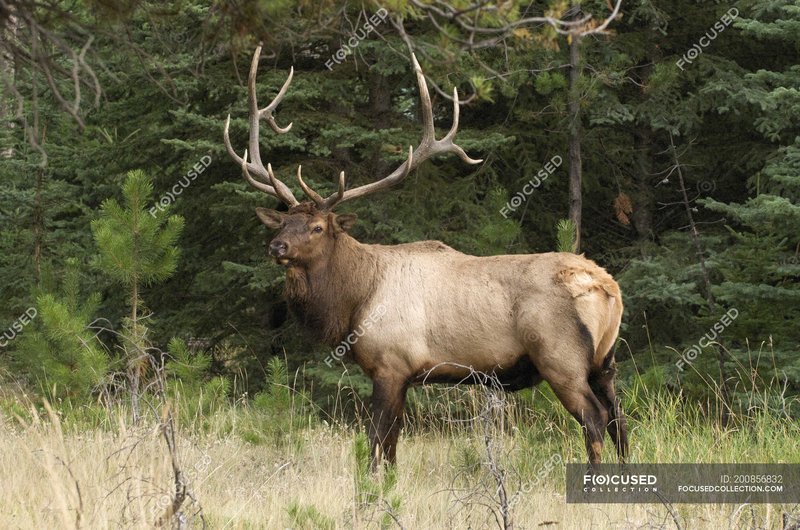 Can The Wapiti Be Dangerous To Humans?