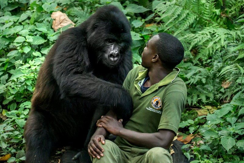 Can The Western Gorilla Be Dangerous To Humans?