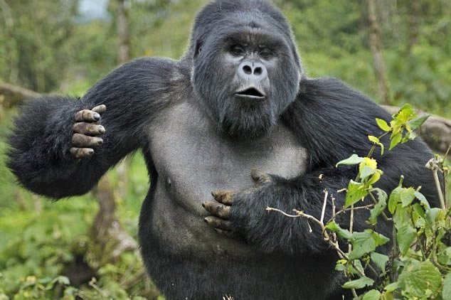 Can The Western Gorilla Be Dangerous To Humans?