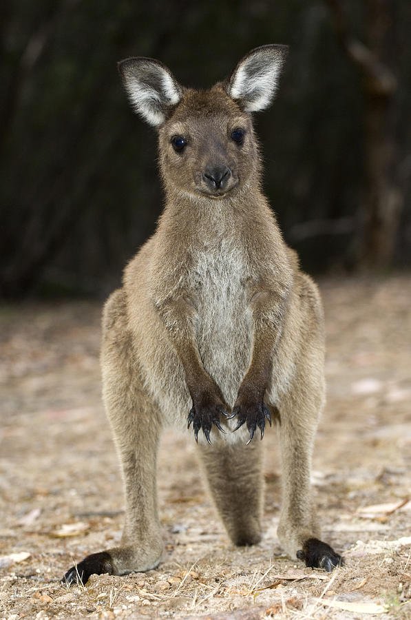 Can The Western Grey Kangaroo Be Dangerous To Humans?