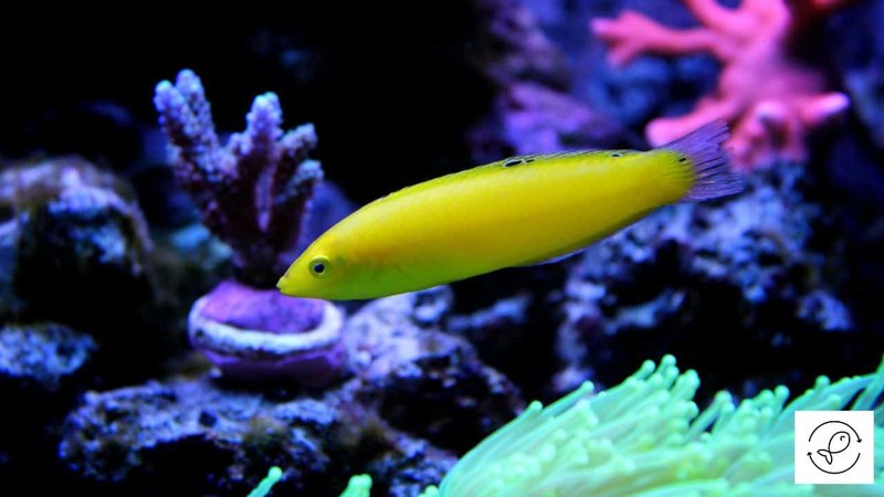 Can The Wrasse Live With Other Fish? Tank Mate Compatibility