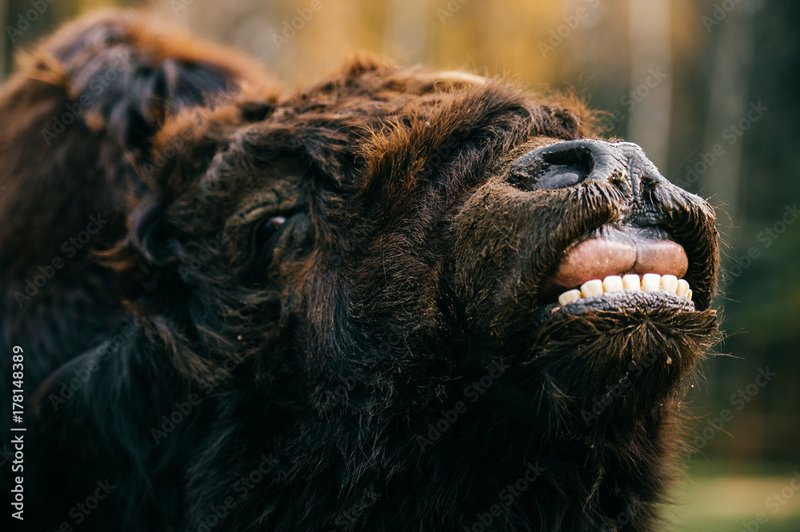 Can The Yak Be Dangerous To Humans?