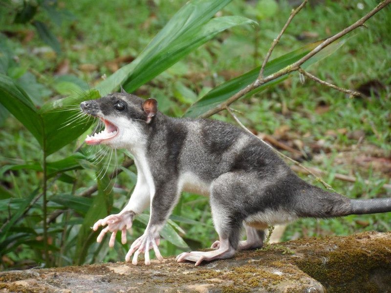 Can The Yapok Be Dangerous To Humans?