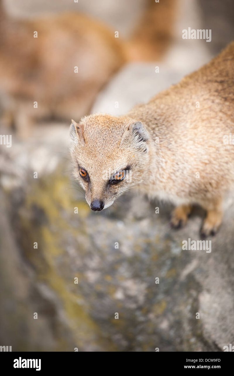 Can The Yellow Mongoose Be Dangerous To Humans?