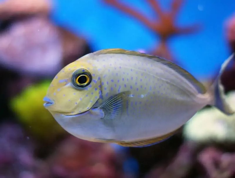 Can The Yellow Tang Live With Other Fish? Tank Mate Compatibility