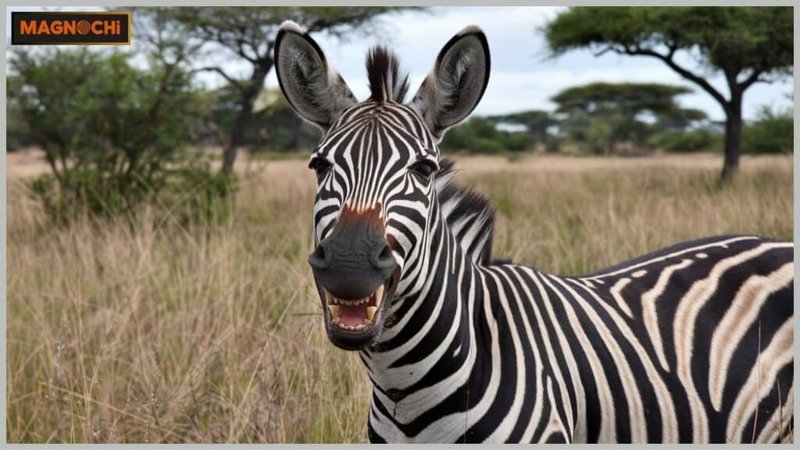Can The Zebra Be Dangerous To Humans?