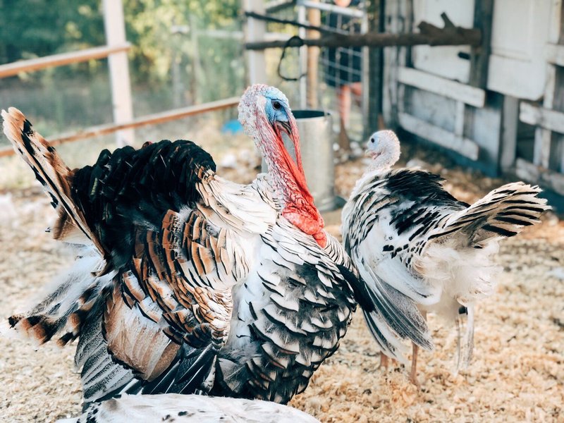 Can Turkeys Be Kept As Pets? Pros And Cons