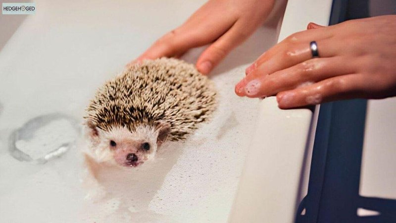 Can You Bathe A Hedgehog? Grooming And Hygiene Tips