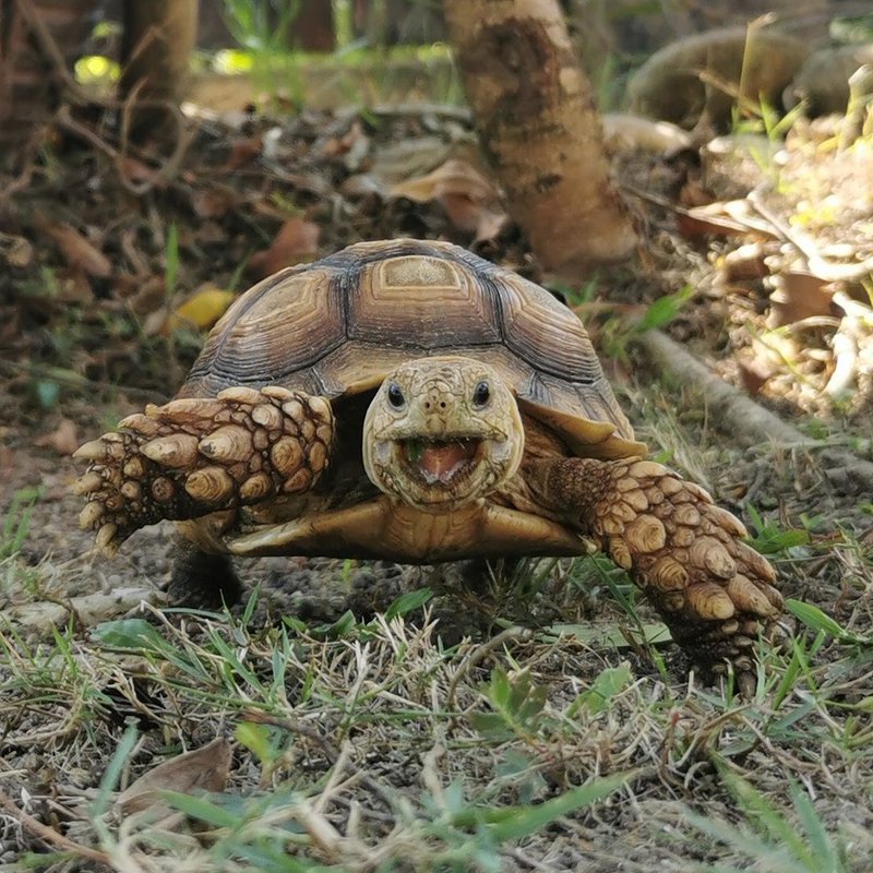 Can You Keep A Tortoise In A Cold Climate?