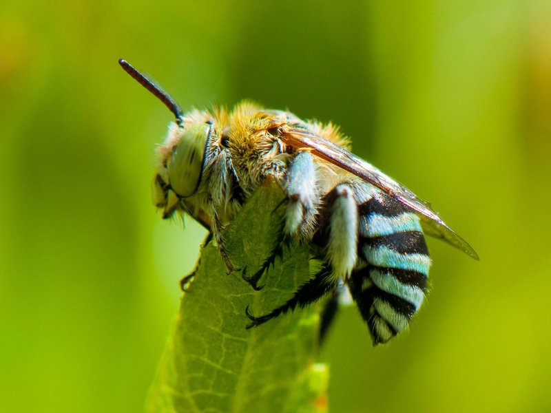 Can You Keep Blue Banded Bees? (Beekeeping & Domestication)
