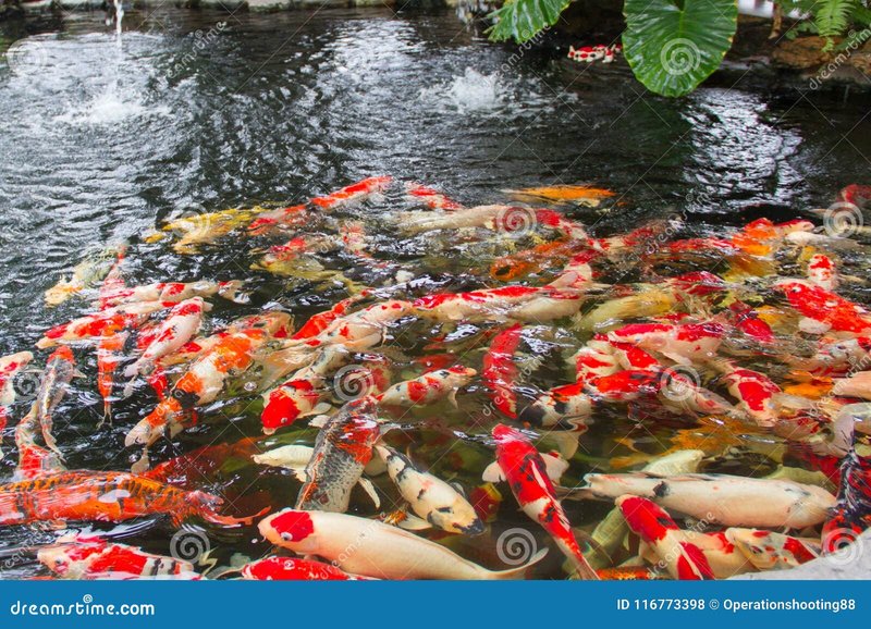 Can You Keep Carp With Other Pond Fish?